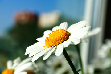 Image showing Foto of chamomile head on feculent background