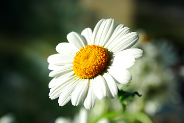 Image showing Zoomed foto of chamomile head petal leaves