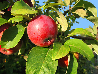 Image showing branch with red apple 