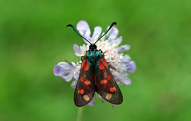 Image showing Burnet Moth
