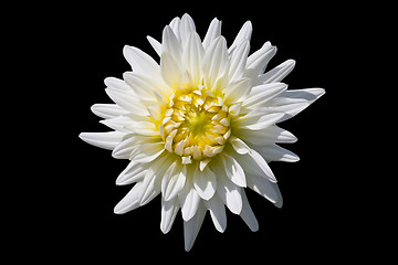 Image showing White Dahlia