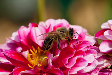 Image showing Bee