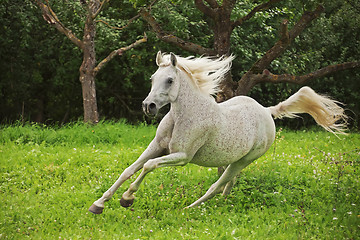 Image showing Arabian Horse