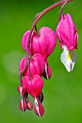 Image showing Bleeding Hearts