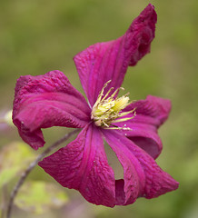 Image showing Clematis viticella