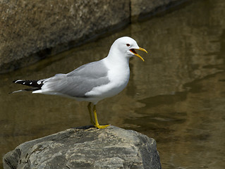 Image showing Sea gull