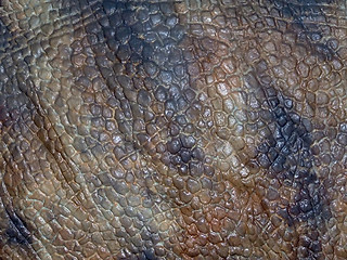 Image showing Dinosaur brown skin texture