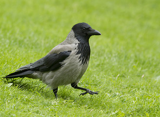 Image showing Hooded Crow