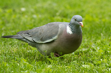 Image showing Wood Pigeon 