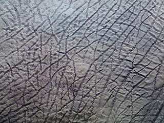 Image showing Elephant skin texture