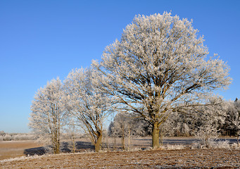 Image showing Winter trees