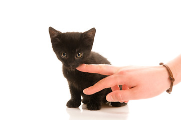 Image showing Adorable young cat in woman's hand