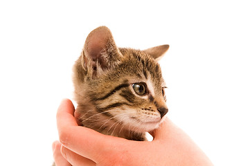 Image showing Adorable young cat in woman's hand