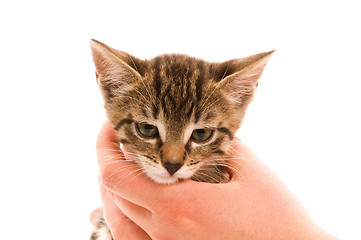 Image showing Adorable young cat in woman's hand