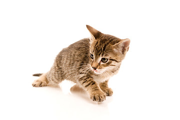 Image showing Adorable young cat in woman's hand