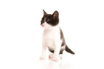 Image showing Adorable young cat in woman's hand