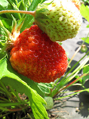 Image showing branch of fresh strawberries