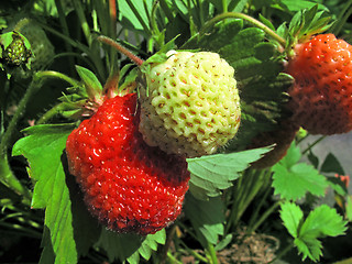 Image showing branch of fresh strawberries