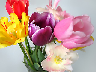 Image showing beautiful tulips