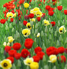 Image showing red and yellow tulips 