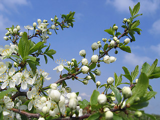 Image showing branch of a blossoming tree