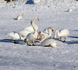 Image showing White swans