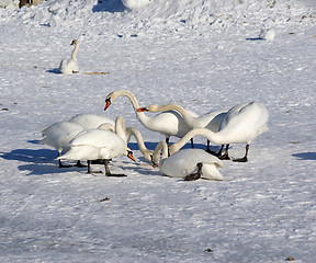 Image showing White swans