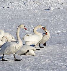 Image showing White swans