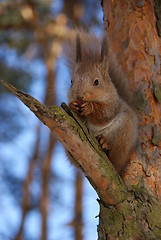 Image showing squirrel 