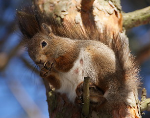 Image showing squirrel 