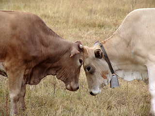 Image showing bulls fighting