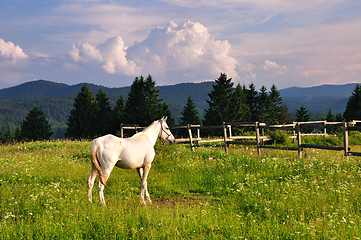Image showing White horse in mountain