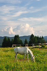 Image showing White horse in mountain