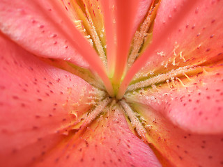 Image showing Lily flower. Macro photo