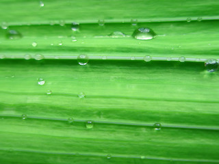 Image showing Gladiolus leaf with water drops
