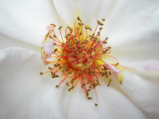 Image showing White rose. Macro photo
