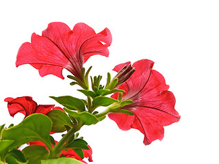 Image showing Red flowers isolated on the white