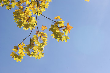 Image showing An autumn branch