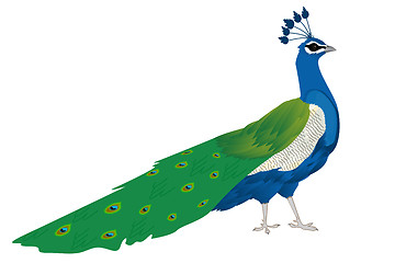 Image showing Beautiful peacock