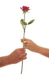 Image showing Male and Female hold a Single Red Rose of Devotion