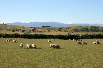 Image showing summer pasture