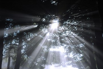 Image showing subeams in forest