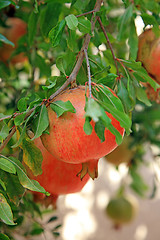 Image showing The orchard