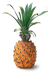 Image showing The pineapple