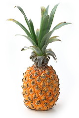 Image showing The pineapple