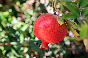 Image showing The orchard