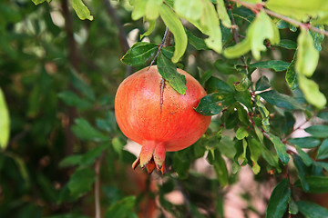 Image showing The orchard