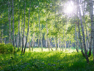 Image showing birch forest