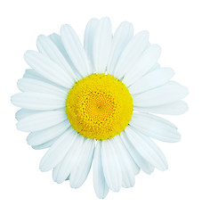 Image showing camomile