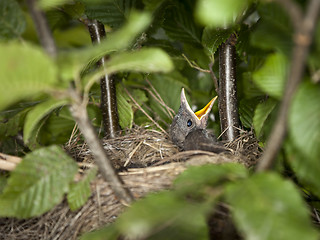 Image showing blackbird